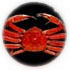 photo chitosan